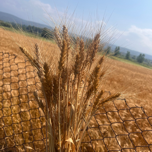 کشت گندم - عمران بهدشت چمستان